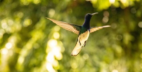 vuelo-de-pajaro