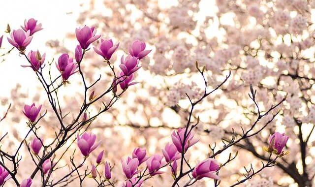 primavera-magnolia